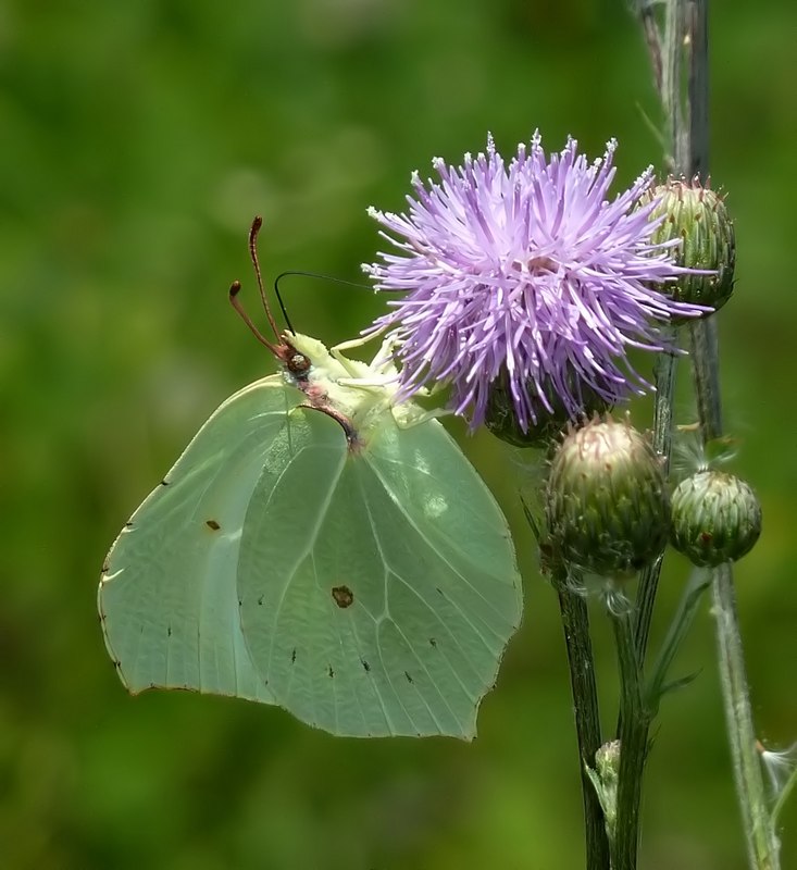 Gonepteryx rhamni maschio